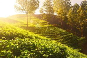 basic general knowledge for kids about tea garden