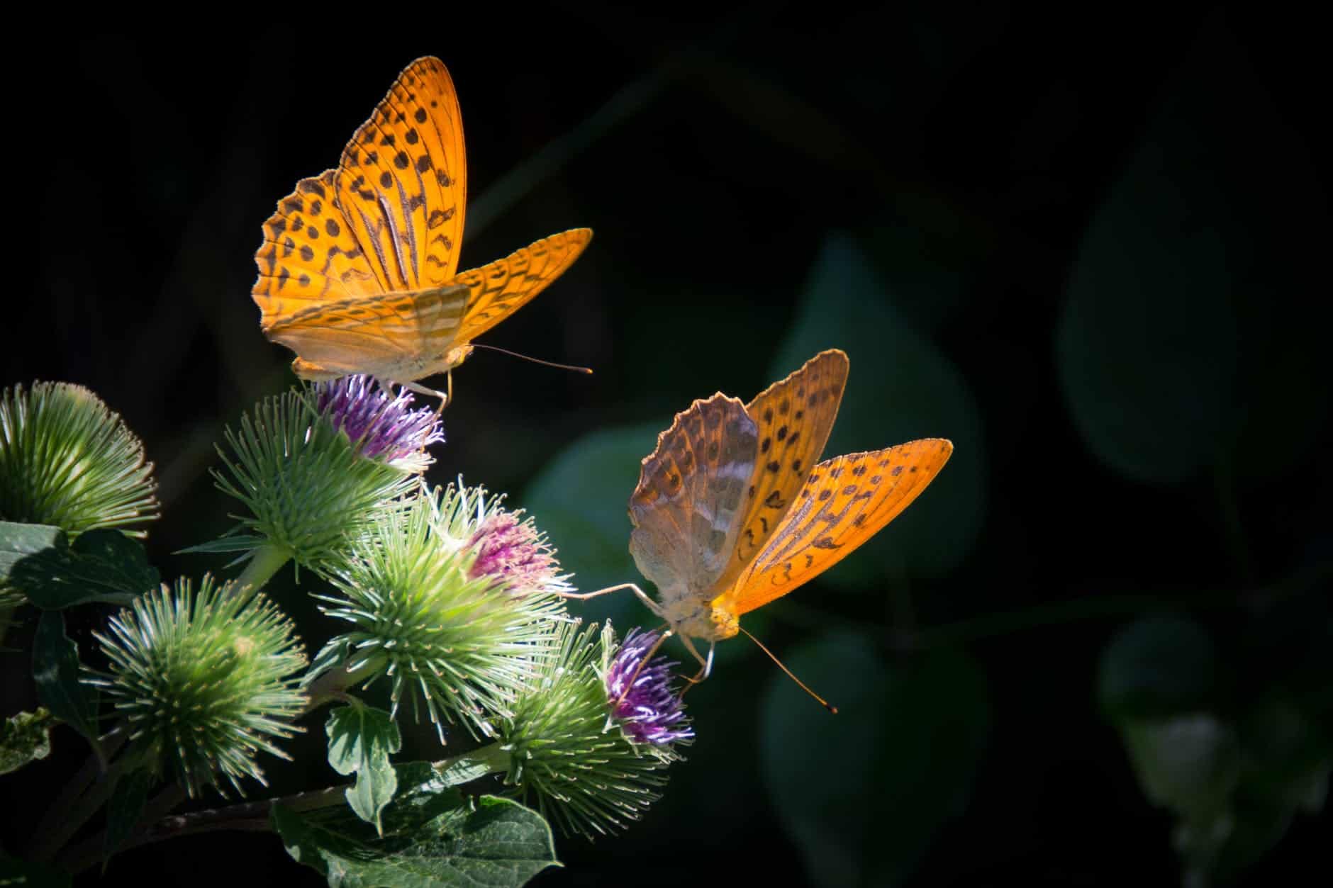 amazing facts about butterflies for childrens